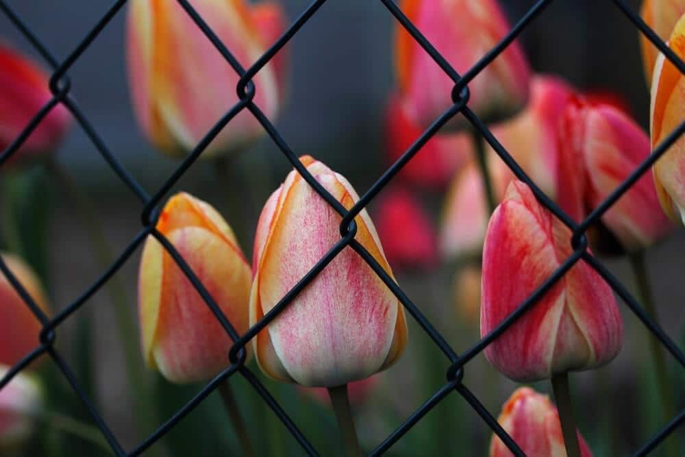 Pink and yellow tulips seen through a black chain-link fence