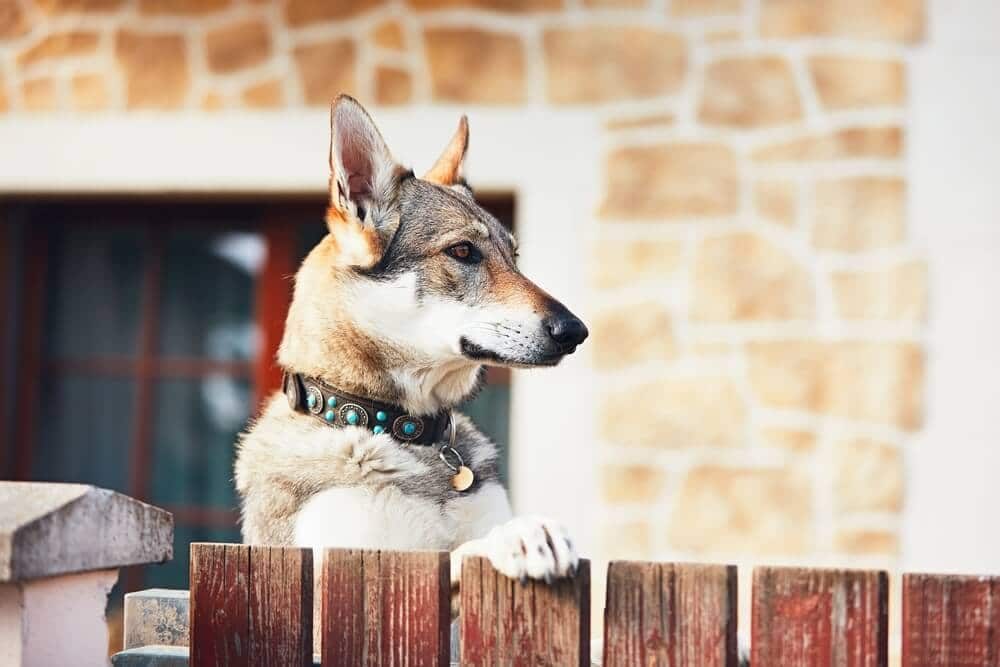 A dog resting its front paws on top of a wooden fence and looking out