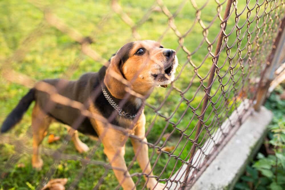 A dog barking from behind a chain link fence in a grassy yard