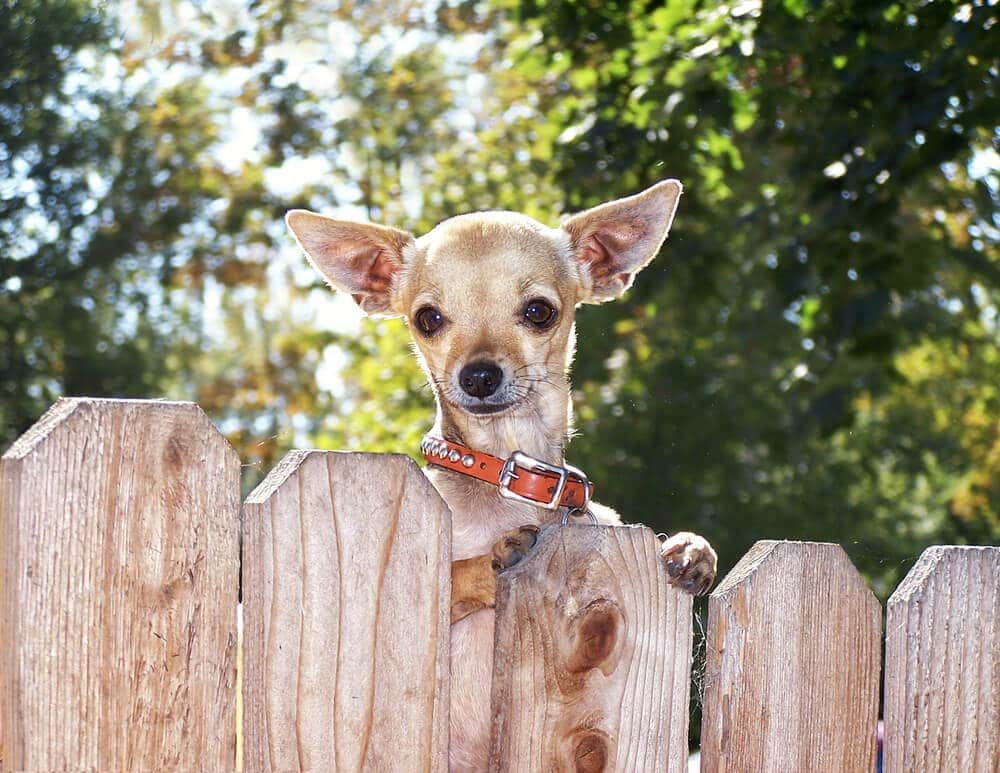 A small tan dog with large ears peeking over the top of a wood fence