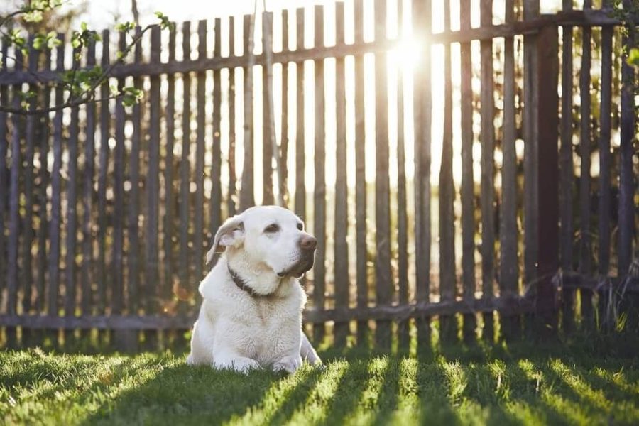 10 Best Dog Fences for Every Breed and Homeowner Need