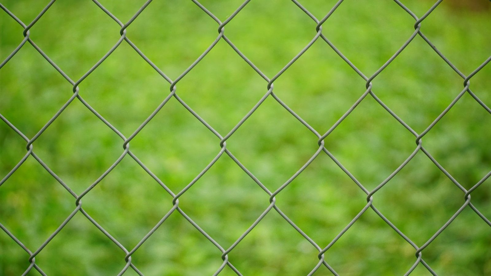 Low Upkeep and a Budget-Friendly Price
