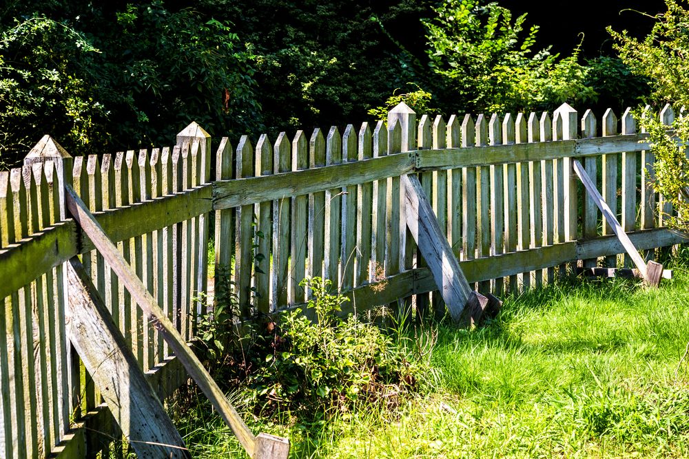 Weathered wood picket fence with pointed pickets and diagonal braces beside green shrubs
