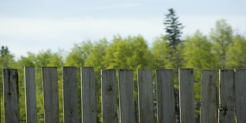 A row of weathered silver-gray wood pickets with knots and cracks against a background of trees
