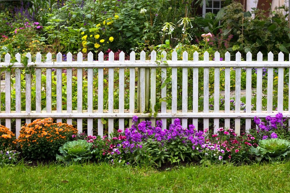 A weathered white picket fence with garden flowers growing along its base