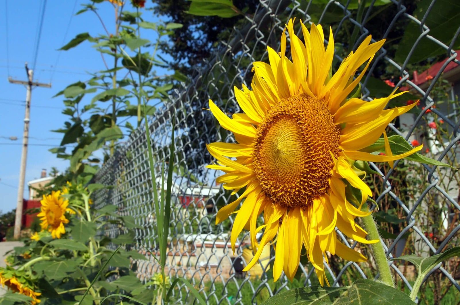 Galvanized chain link fence with tall sunflowers growing along it