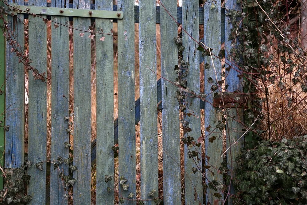 A weathered gray-blue wood fence partly covered in ivy and tangled vines