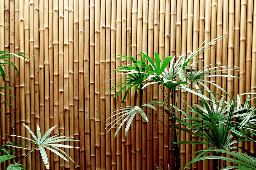 Natural bamboo fence panel with palm fronds growing in front of it