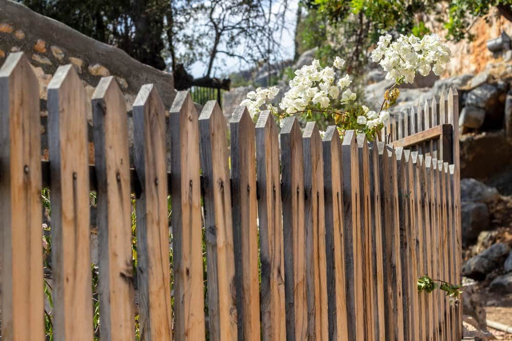A wood picket fence with pale tan and weathered gray boards and white blossoms growing over it